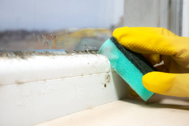 Professional Mold Removal in Southchase, FL